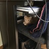 初お留守番、ただいま〜むぎたんどこ〜？
