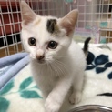 取下げ：控えめなミケちゃんだけどひとには積極的