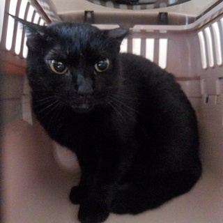 小柄な黒猫【アロマ】