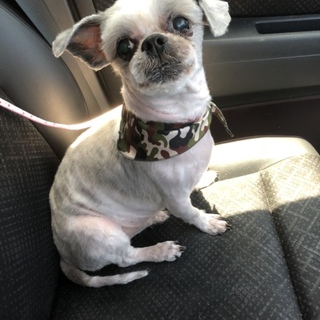 【急募】シーズー♂可愛がって下さる里親さん募集