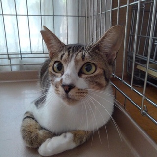 レアアイテム【にじろぅ】