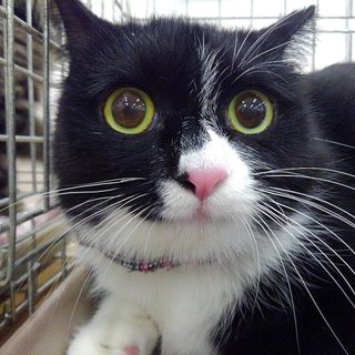 魅惑の月【ルナ】