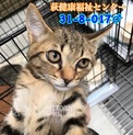 可愛いお顔の茶キジ君 017