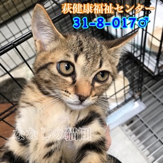 可愛いお顔の茶キジ君 017