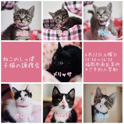 ねこのしっぽ子猫の譲渡会