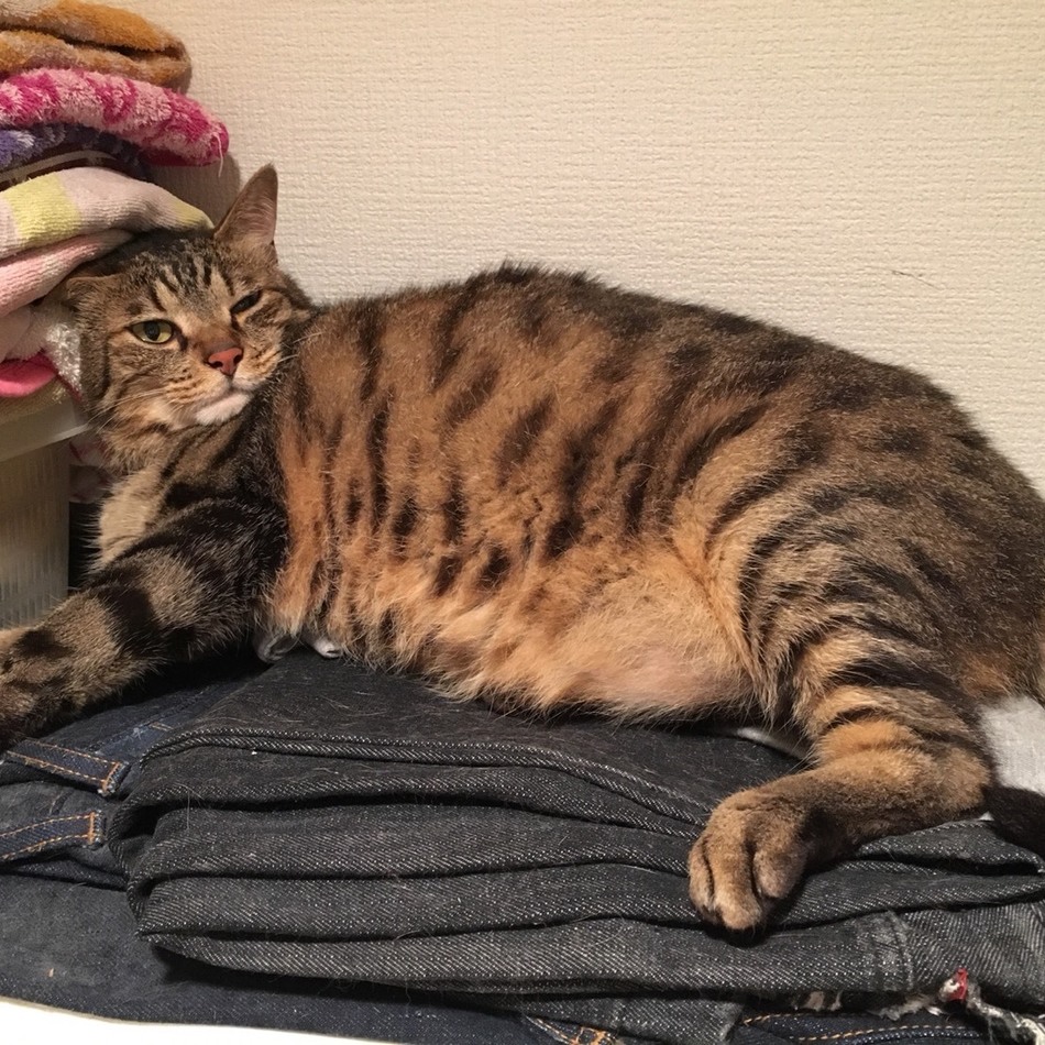 トミーのカバー写真