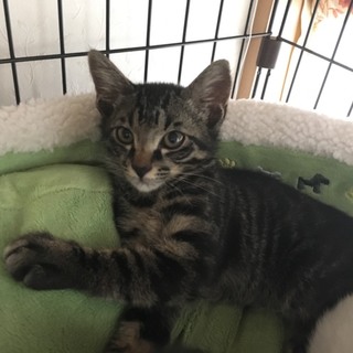 キジの子猫　キッド