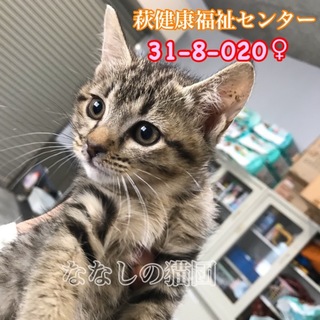 可愛いお顔のキジトラちゃん 020