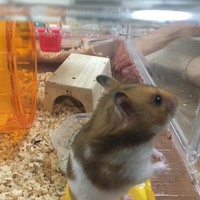 ラムちゃん