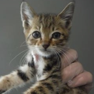 里親様に迎えられました。有難うございました。