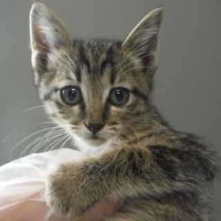 里親様に迎えられました。有難うございました。