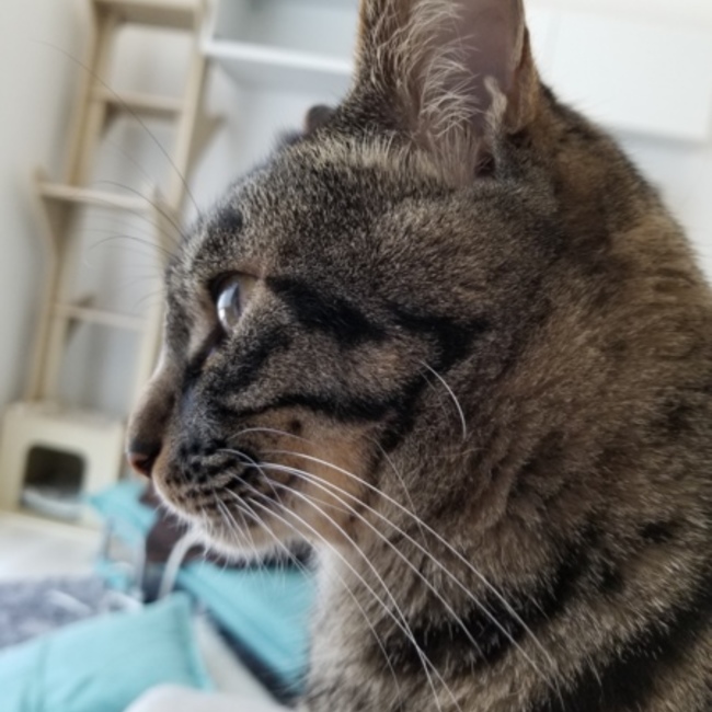 平八のカバー写真