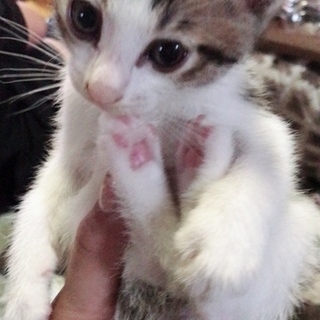 6匹の子猫