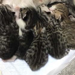 ６匹赤ちゃん保護