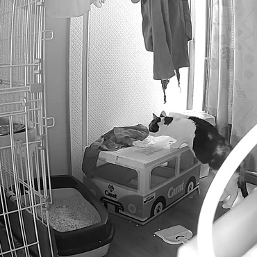 人がいないとこの様に散策しているみたいです。