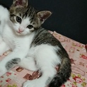 元気な女の子猫です