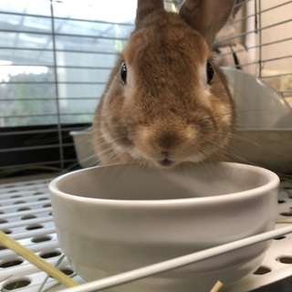 マイペースなネザーランドドワーフ里親さん募集