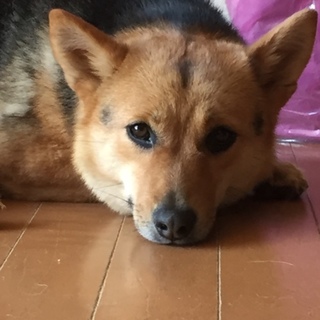 コーギー風な小柄なクッキーちゃん 元野犬 