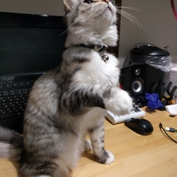 「巨大化」サムネイル2