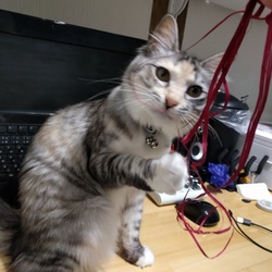 「巨大化」サムネイル3