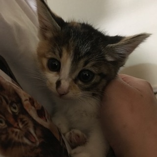 生後1ヶ月半～2ヶ月の三毛猫姉妹