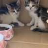 生後1ヶ月半～2ヶ月の三毛猫姉妹 サムネイル3