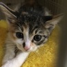 生後1ヶ月半～2ヶ月の三毛猫姉妹 サムネイル2