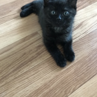 黒縞模様の少し長毛っぽいジジくん 