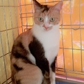 小柄でかわいい三毛猫チェルシー