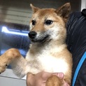 可愛い柴犬の女の子