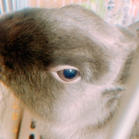 らび