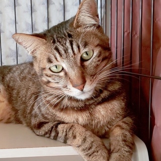 初心者・1匹OK 家族に甘えるスリゴロキジ美猫