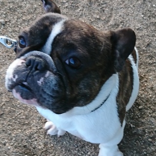 トライアル決定フレンチ  ひょうくん