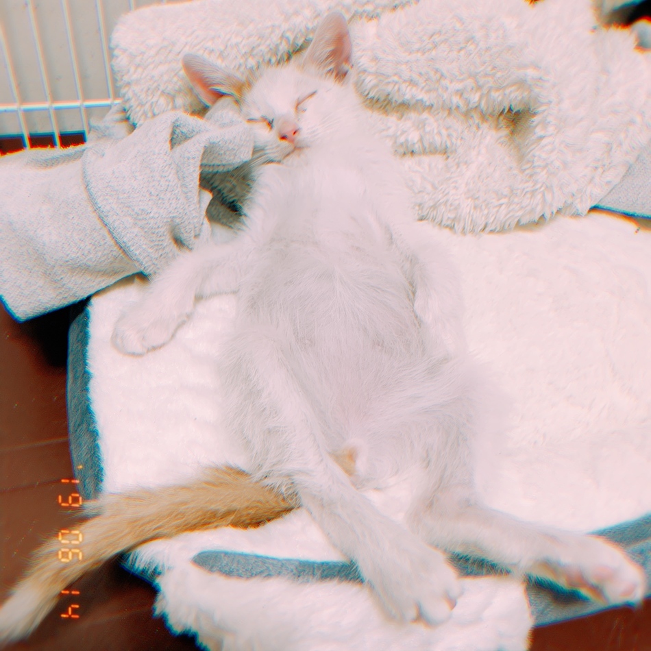 ちゃちゃのカバー写真