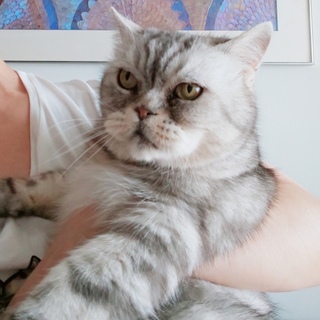 かまってちゃんなブリショーのパウくん