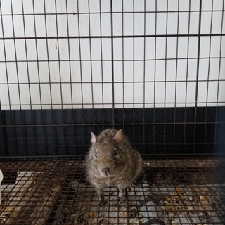 デグーの里親募集