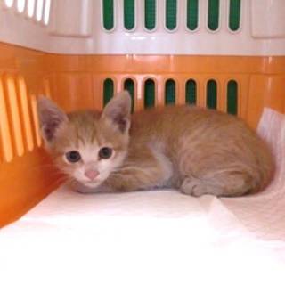 里親様決定しました！