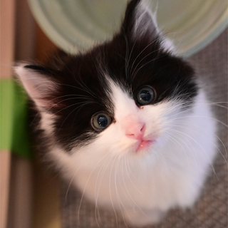 黒白（中毛）ふわふわちゃん、兄妹ペア限定募集です。