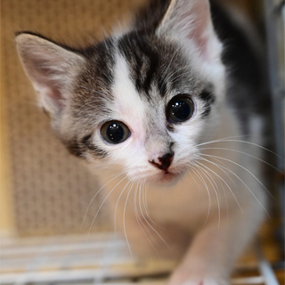 天使の羽根、キジ白ちゃん　兄妹ペア限定募集です。