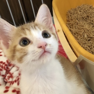 やんちゃで甘えん坊のはる君 