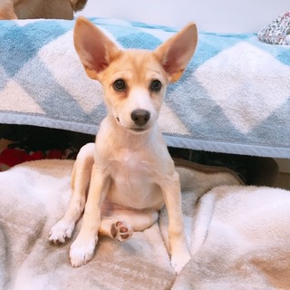 子犬　生後2か月の女の子