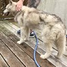 まだまだ元気♪14歳のハスキーのあいちゃん♡です サムネイル4