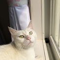 人懐っこく可愛い白猫ちゃんです。
