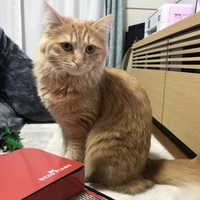 ラテ
