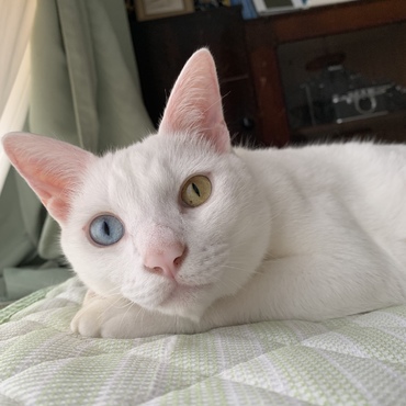 白猫オッドアイ。オスですが、オネエっぽいです。