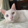 白猫オッドアイ。オスですが、オネエっぽいです。