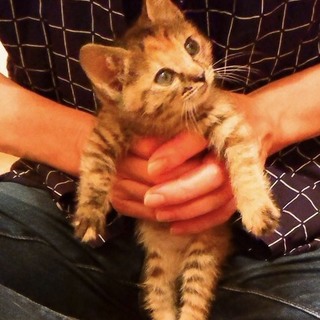 元気ハツラツ！4兄妹～サビ～