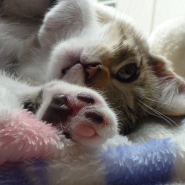 変わった肉球。左前足肌色の色違い。他はあづき色。