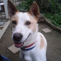 笑顔が素敵！ 陽気なハンサムワンコ❣️