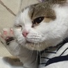 あかしさん